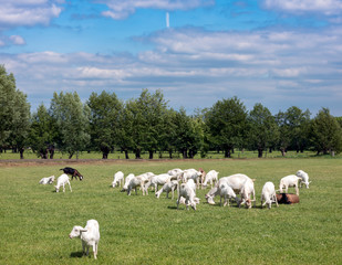 large herd of white goats in green grassy meadow under blue sky with white clouds in centre of holland near utrecht