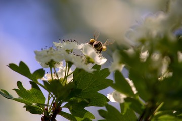 White spring flowers of apple tree on nature background.