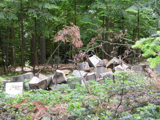 Firewood in forest
