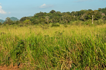 Sri Lanka green grass landscape, Yala National park with trees