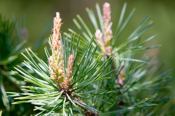 Naklejka na ściany i meble Young fresh pine cone and green pine needles on background.