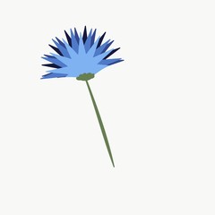 dandelion on white background  vector of flower