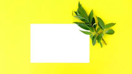 twig with leaves on a yellow background, card, floristry, holiday
