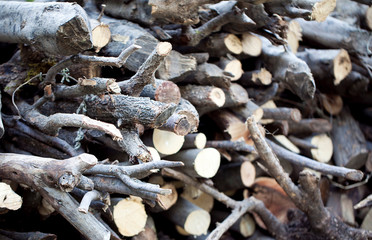 Huge Pile of Cut Woods Logs