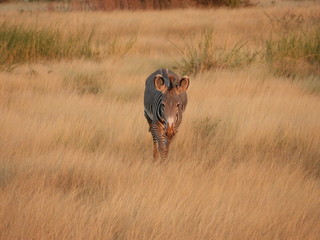 Zebra in the grass Kenya