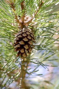 Young fresh pine cone and green pine needles on background.