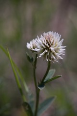Meadow clover (Trifolium pratense), a dicotyledonous herb of the legume family, is incorrectly referred to as red clover.