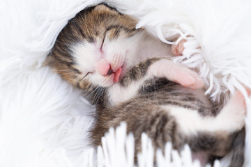 Fototapeta na wymiar cute newborn kitten with his tongue curled up on a fluffy white blanket.