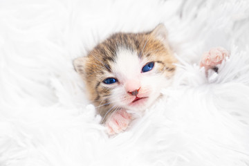 portrait little newborn kitten on a white fluffy blanket. Pets