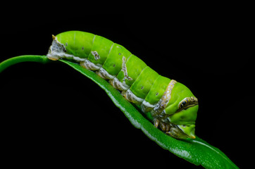 close-up green Caterpillar on leave, macro