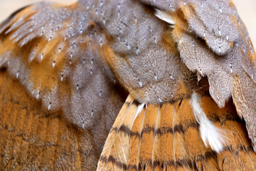 Beautiful close-up detail of barn owl plumage, Barn Owl wings with beautiful texture