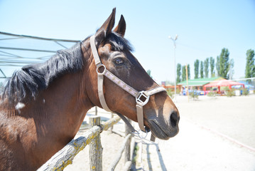 Fototapeta premium Close-up photo of horse head on a horse farm.