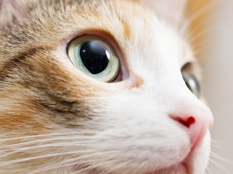 Cute domestic cat. Close-up photo of cat eye. 