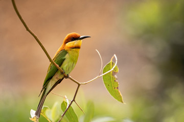 Chestnut headed bee eater