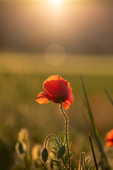 Sunset over field with Red poppies background