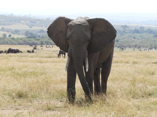 elephant in Kenia