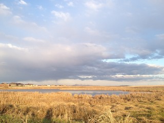 Fototapeta premium field of wheat & creek