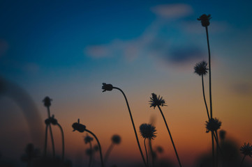 Backlighting of Of flowers in the evening