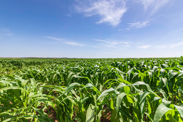 Rows of young corn shoots on an agricultural field