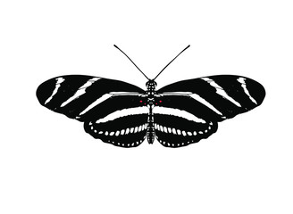 Heliconius charithonia, the zebra longwing or zebra heliconian, is a species of butterfly belonging to the subfamily Heliconiinae of the family Nymphalidae. © Anitata