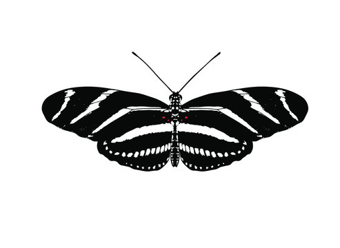 Heliconius charithonia, the zebra longwing or zebra heliconian, is a species of butterfly belonging to the subfamily Heliconiinae of the family Nymphalidae.