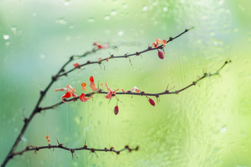 Abstract bright blurred background, dry branch with bright autumn leaves and berries near a wet window with raindrops. Concept of seasons