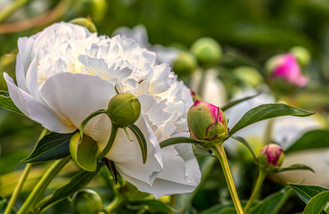 Peony (Paeonia) is the only genus of plants in the Pivonia family (Paeoniaceae). Perennial grasses (most species), as well as bushes or brewers.