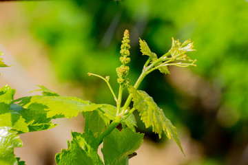 Close up of grape flower buds