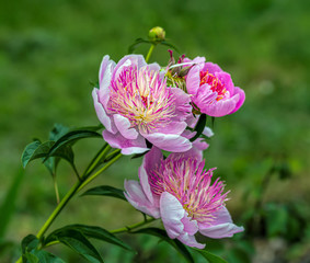 Peony (Paeonia) is the only genus of plants in the Pivonia family (Paeoniaceae). Perennial grasses (most species), as well as bushes or brewers.