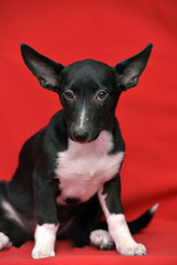 black and white eared puppy half-breed on a red background