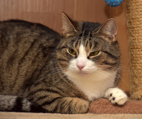 tabby white European shorthair plump  cat