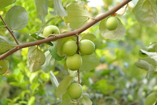 Ziziphus mauritiana fruits