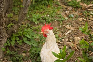 White and brown roosters in the garden with red crest and wattles (Pesaro, Italy, Europe)