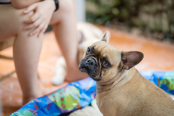 Cute french bulldog plying in sandpit with little girl.