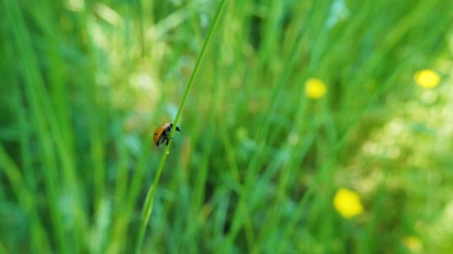 une coccinelle grimpe sur une herbe