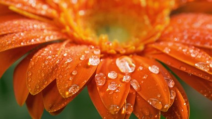 Macro shot of orange daisy-gerbera flower with water drops. Dew drops falling on flower petals. Slow motion - Powered by Adobe