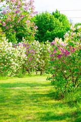 Blossom lilac flowers in spring. Spring blooming lilac tree flowers. 