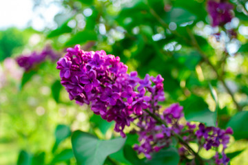 Fototapeta na wymiar Blossom lilac flowers in spring. Spring blooming lilac tree flowers. 