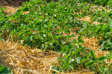 Erdbeeren im eigenen Garten anpflanzen