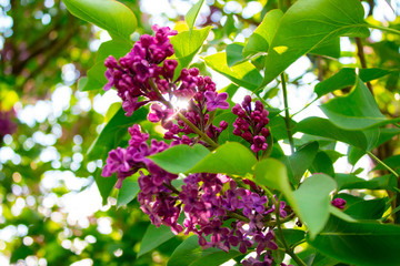 Blossom lilac flowers in spring. Spring blooming lilac tree flowers. 
