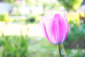 Obraz na płótnie Canvas Beautiful pink tulip flower on blured gargen or park background with copy space for your text, natural composition with morning sunlight. Selective focus