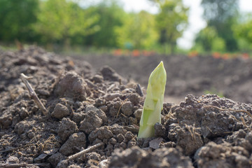 Spargel wächstauf dem Feld