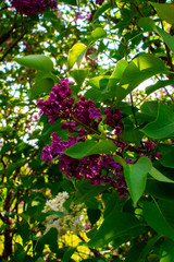 Blossom lilac flowers in spring. Spring blooming lilac tree flowers. 