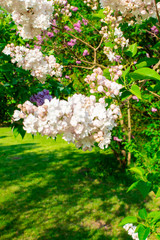 Blossom lilac flowers in spring. Spring blooming lilac tree flowers. 