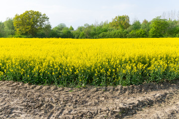 Rapsfeld blüht leuchtend gelb