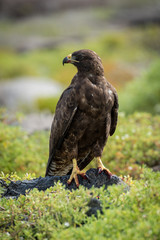 Galapagos hawk with turned head on rock