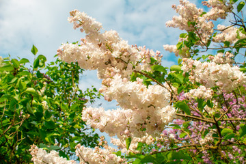 Blossom lilac flowers in spring. Spring blooming lilac tree flowers. 