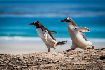 Gentoo penguin chick chasing another on beach