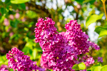 Blossom lilac flowers in spring. Spring blooming lilac tree flowers. 
