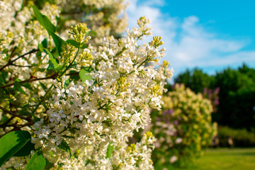 Blossom lilac flowers in spring. Spring blooming lilac tree flowers. 